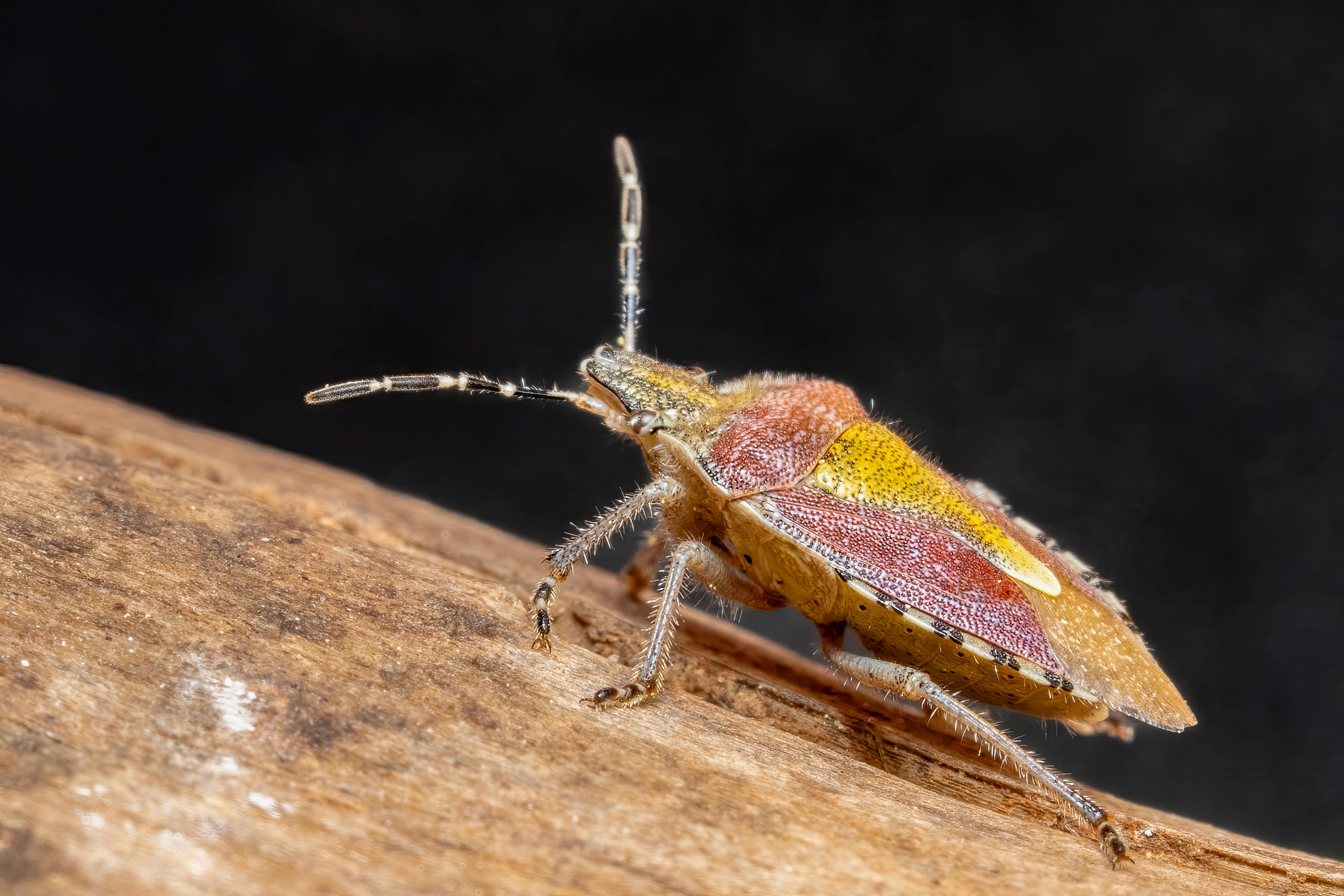 Detailed macro shot of a stink bug on a wooden surface in natural habitat.