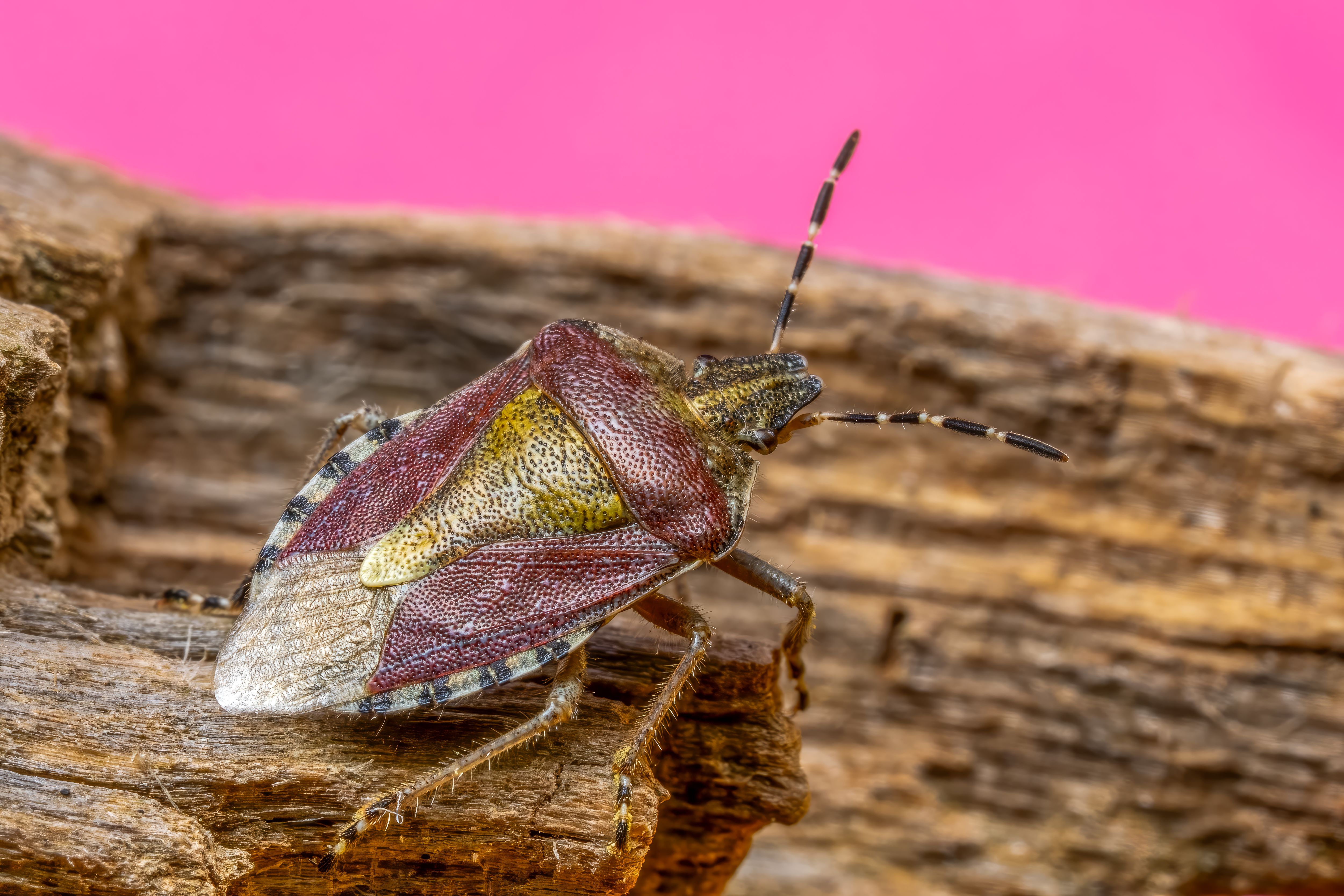Detailed macro image capturing a stink bug on textured wood with a bright pink background.