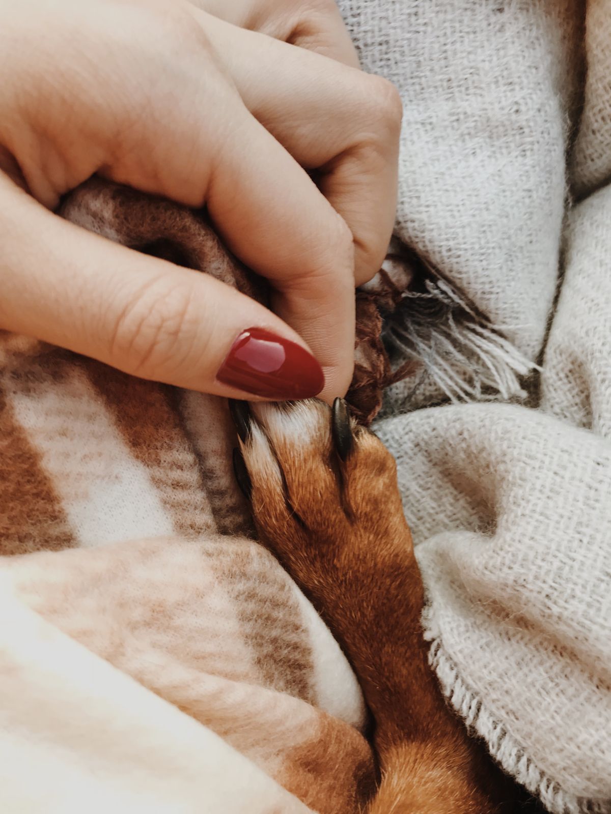 Close-up of a hand and dog paw nestled in a warm blanket, symbolizing companionship.