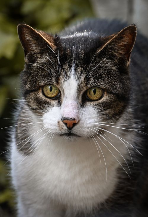 Free A close-up shot of a domestic tabby cat with striking yellow eyes, displaying detailed fur and whiskers. Stock Photo