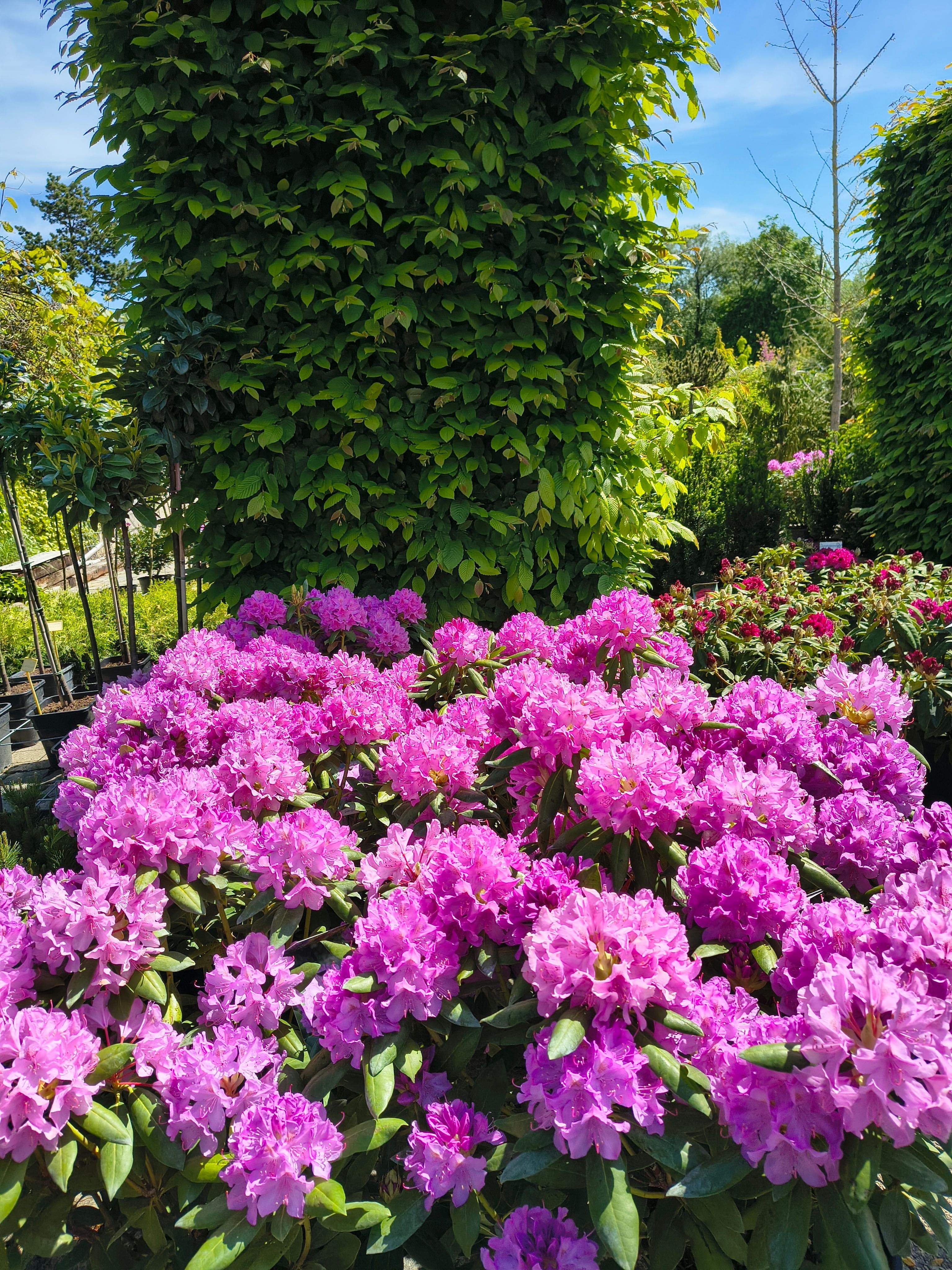 Vibrant Pink Rhododendrons in Bloom · Free Stock Photo