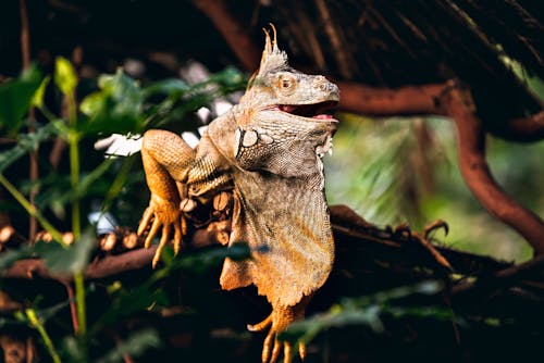 Brown and Gray Bearded Dragon on Brown Tree Branch