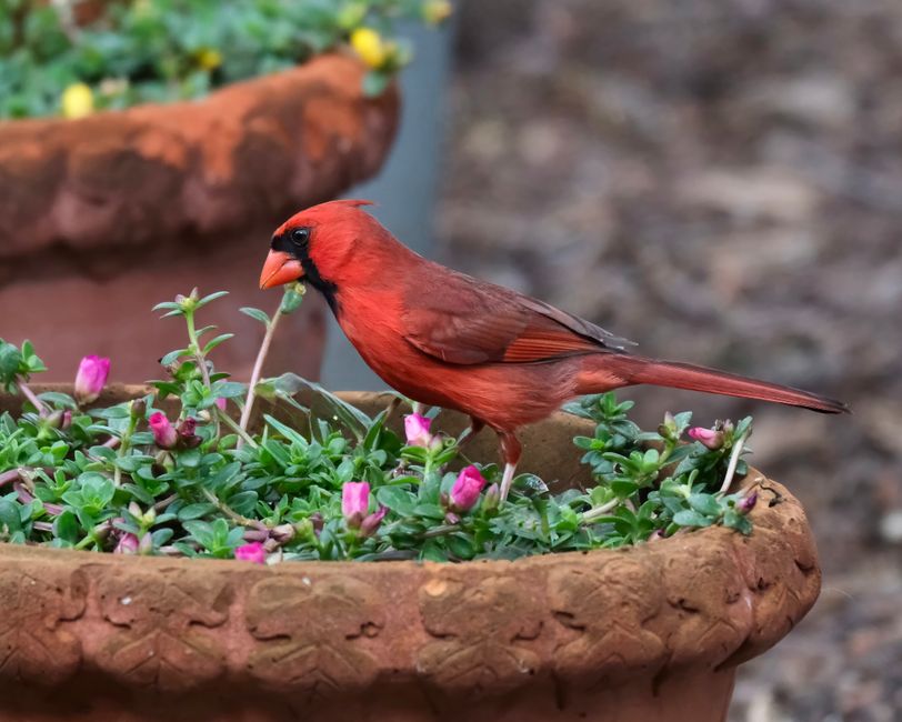 What Plants Do Cardinals Like for Your Bird-Friendly Garden?