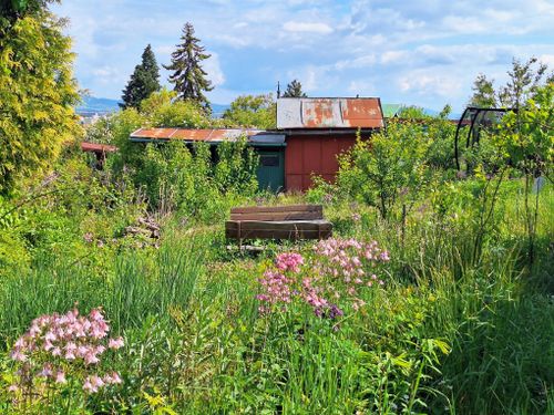 Free A tranquil garden with wildflowers and a rustic shed under a clear sky. Stock Photo