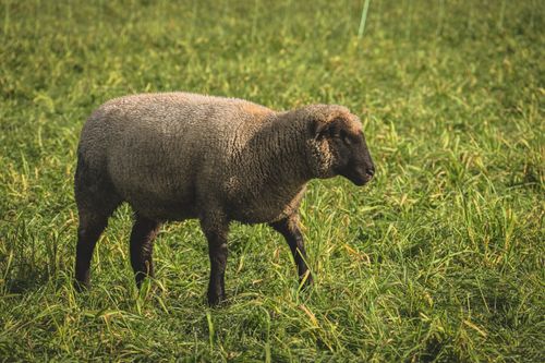 Free A solitary black sheep standing calmly in a grassy meadow. Stock Photo