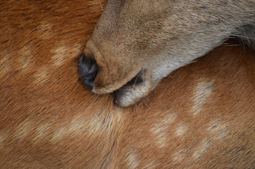 Free stock photo of animal, bite, deer