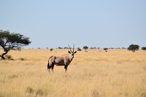 ฟรี คลังภาพถ่ายฟรี ของ oryx, กลางแจ้ง, การถ่ายภาพสัตว์ คลังภาพถ่าย