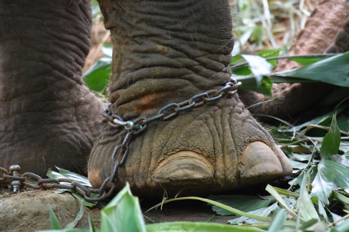 Brown Elephant With Chain