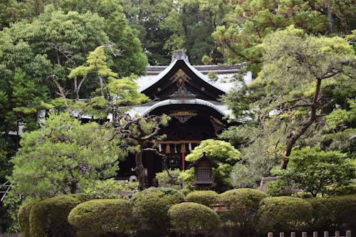 Free stock photo of green, japan, nature