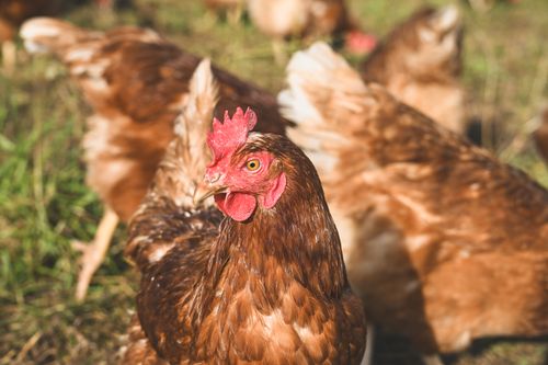 Free Portrait of a brown hen on a sunny farm, showcasing its vibrant feathers and curious expression. Stock Photo