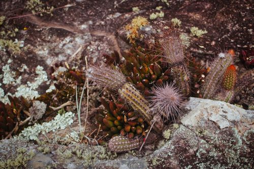 Free A detailed view of various cacti and succulents growing naturally on a rocky surface. Stock Photo