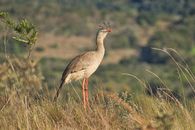 Seriema bird standing in lush grassland during the day, showcasing its vibrant colors and feather details.