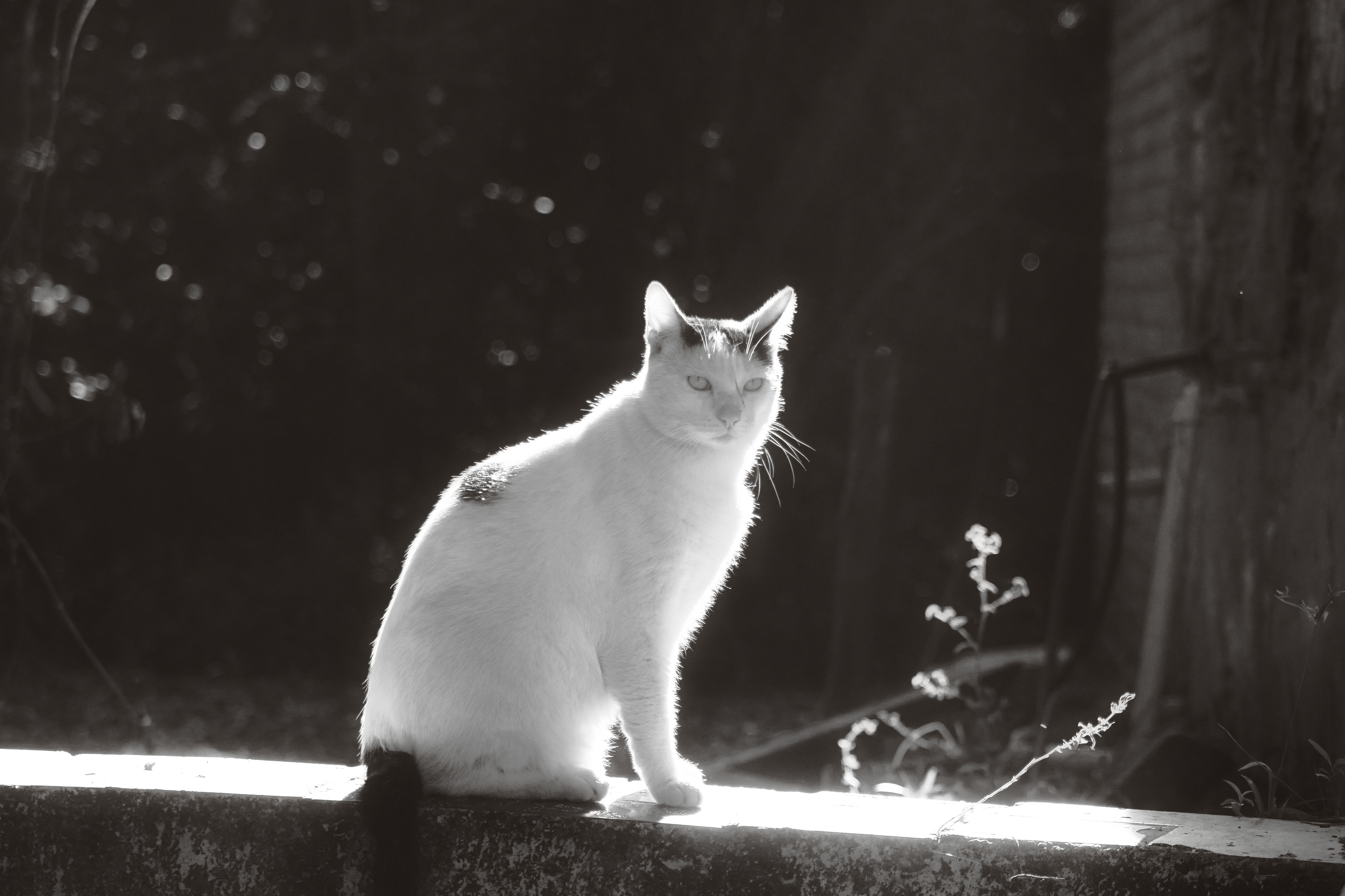 Portrait of a cat at a veterinary clinic