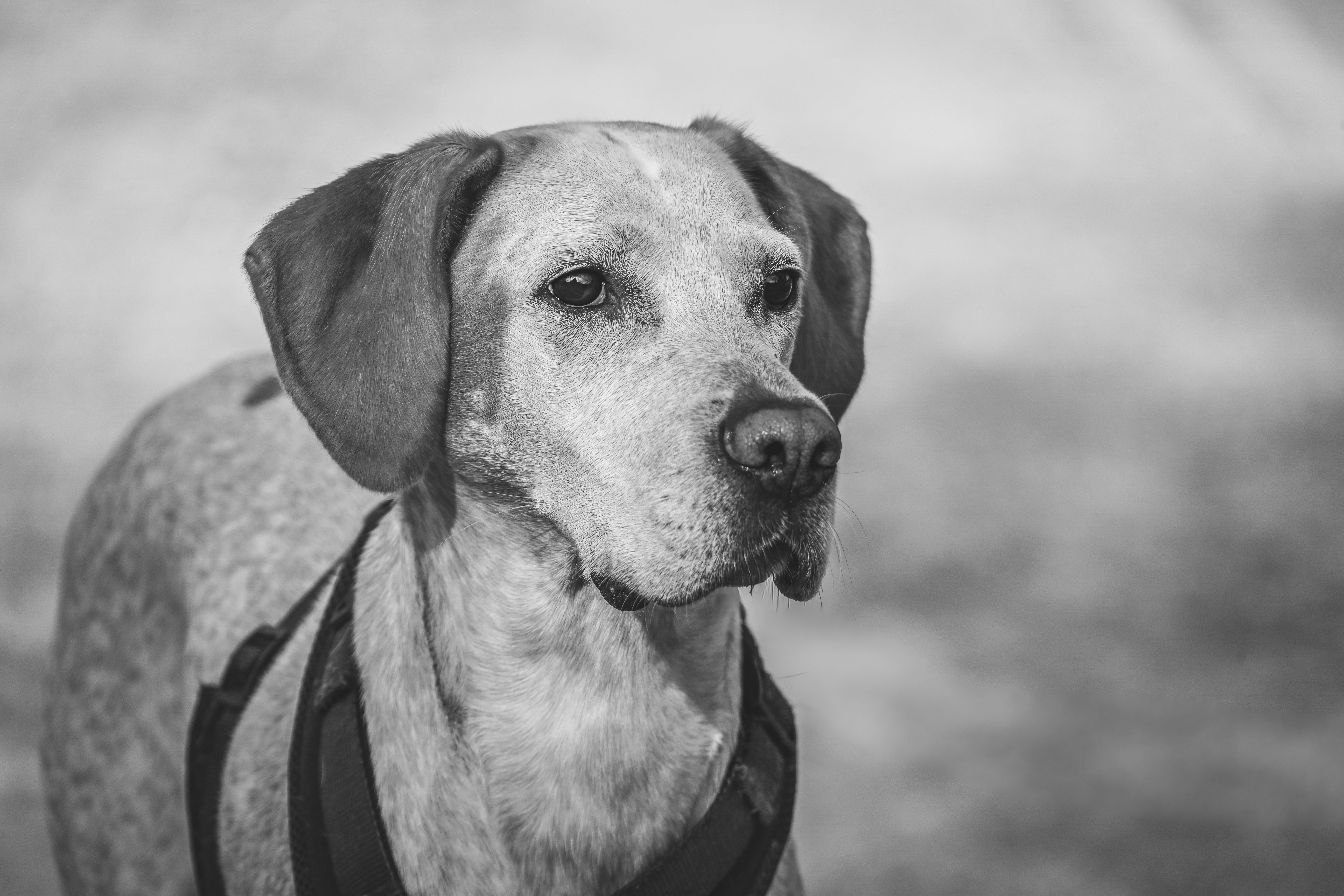 Veterinary care for a dog