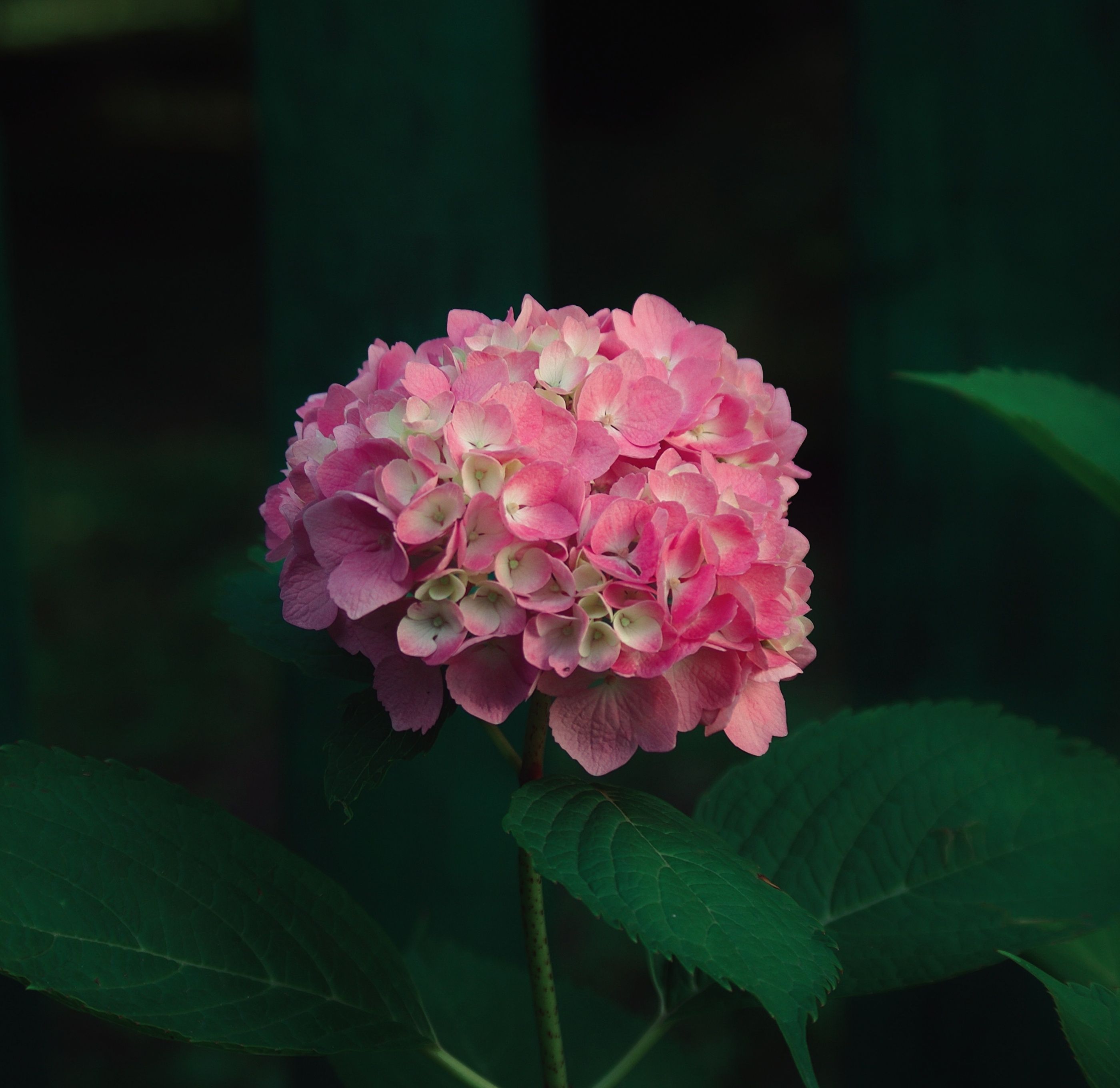 Close-up of a vibrant pink hydrangea flower with lush green foliage.