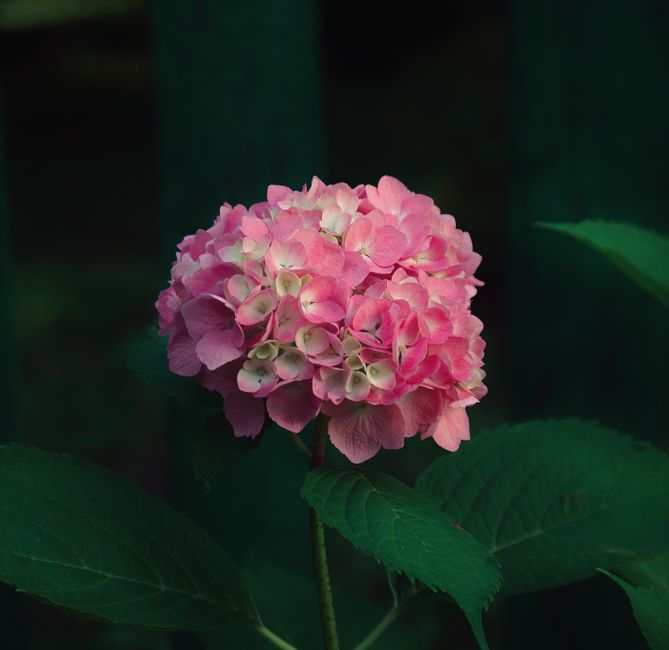 Close-up of a vibrant pink hydrangea flower with lush green foliage.