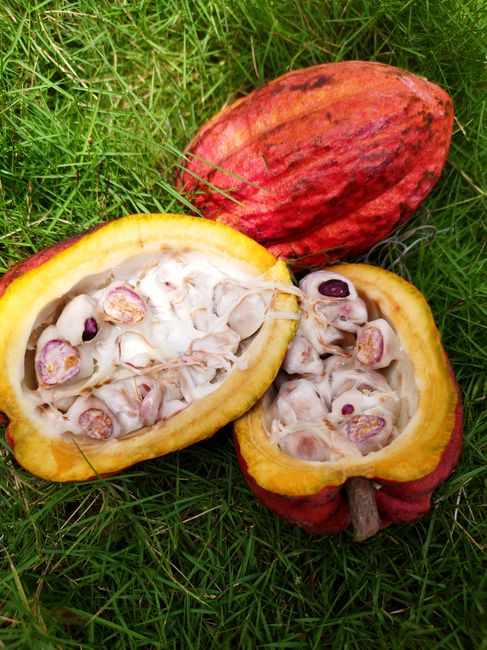 Fotomural Vista detallada de una vaina de cacao abierta mostrando semillas en un fondo de hierba.
