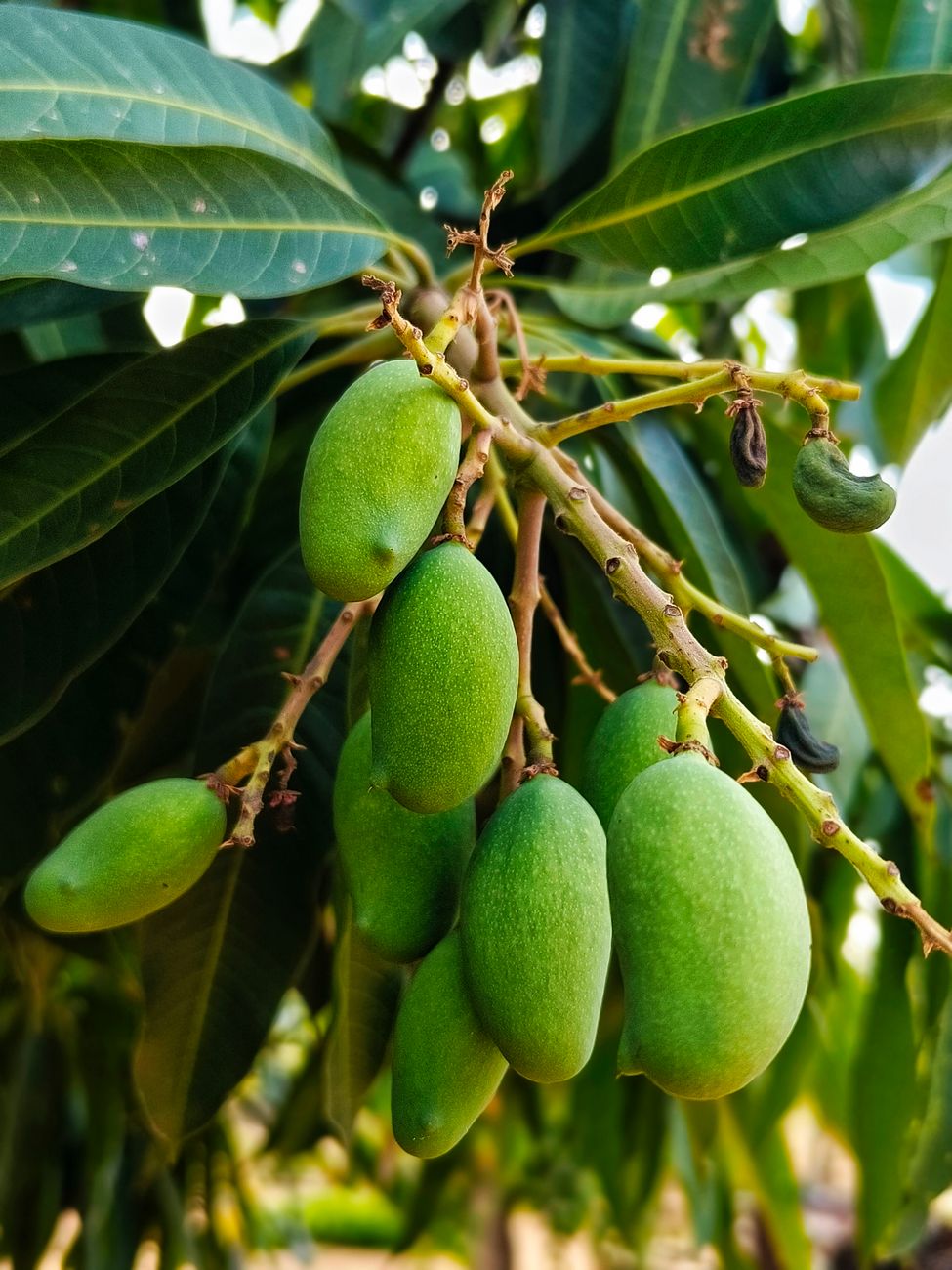 Close-up of green unripe mangoes hanging from a tree branch with lush green leaves.