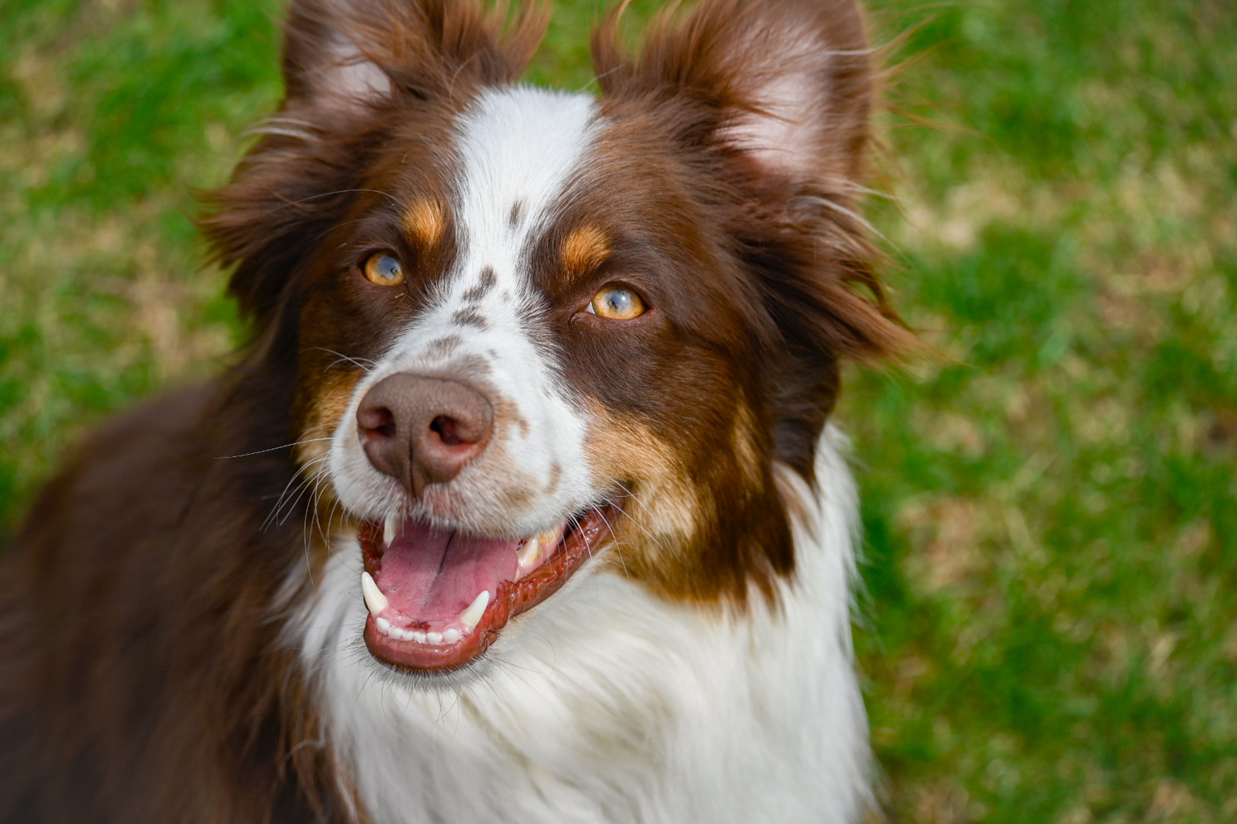 Border Collie Smiling Australian Shepherd Smiling Australian