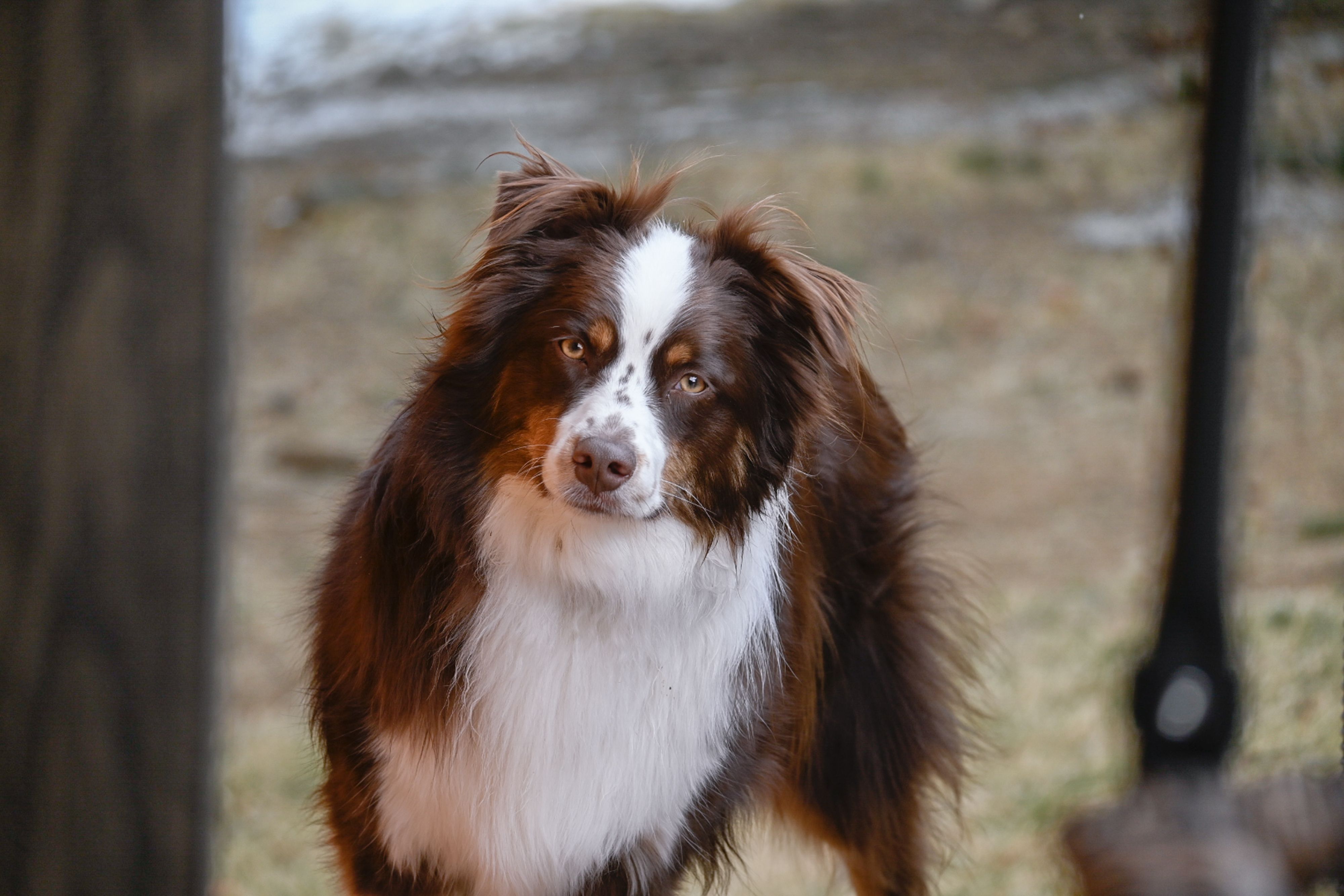 Brown and white Australian Shepherd with a curious expression in an outdoor setting.