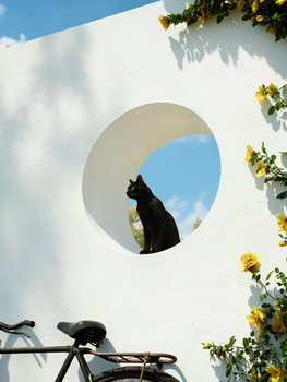 A black cat sits gracefully in a circular hole of a white wall with bright yellow flowers.