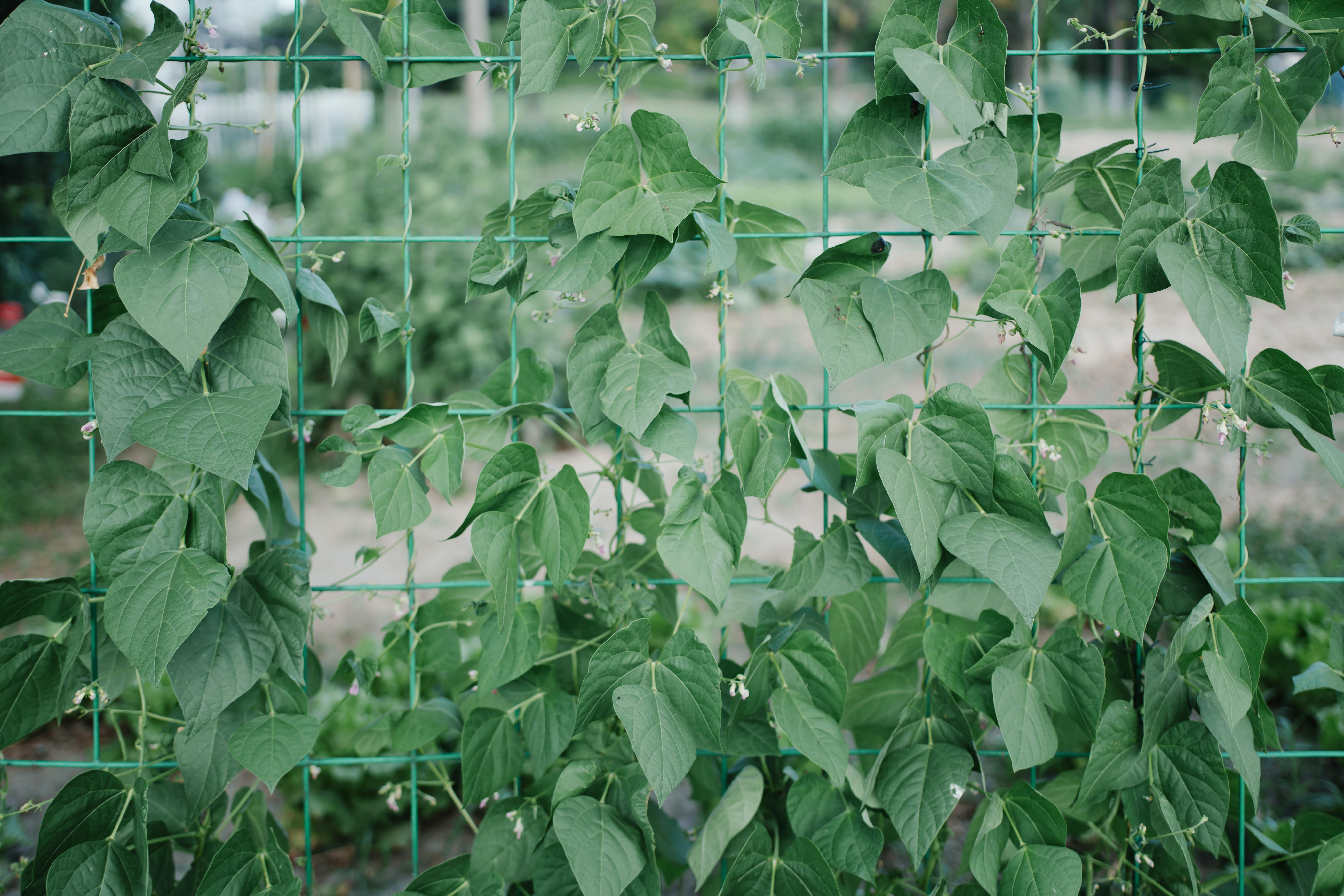 Lima Bean Patani - Urban Goes Green Plant Guide