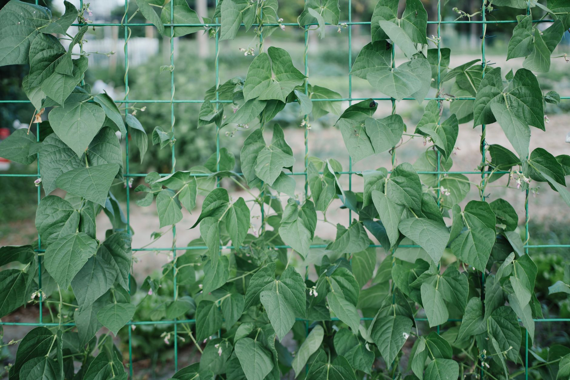 Freezing Fresh String How to Freeze Fresh String Beans? - Chef's Resource