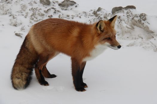 fox photo