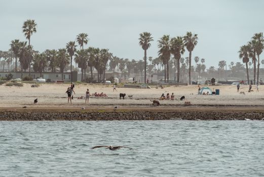 san diego dog beach