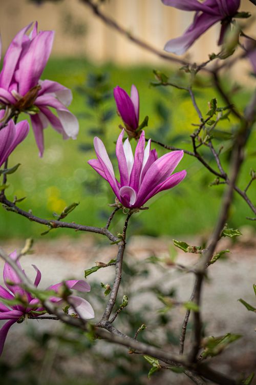 Free Stunning purple magnolias bloom in Friuli-Venezia Giulia, capturing the essence of spring. Stock Photo