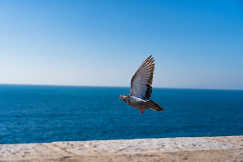 Free Grey Gull Flying over the Sea Stock Photo