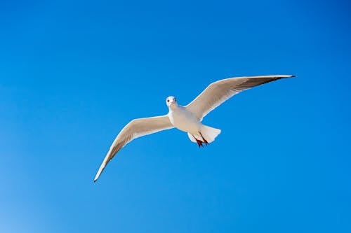 White Gull Flying Under Blue Sky