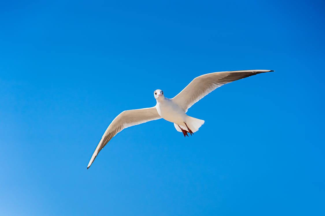 Gabbiano Bianco Che Vola Sotto Il Cielo Blu