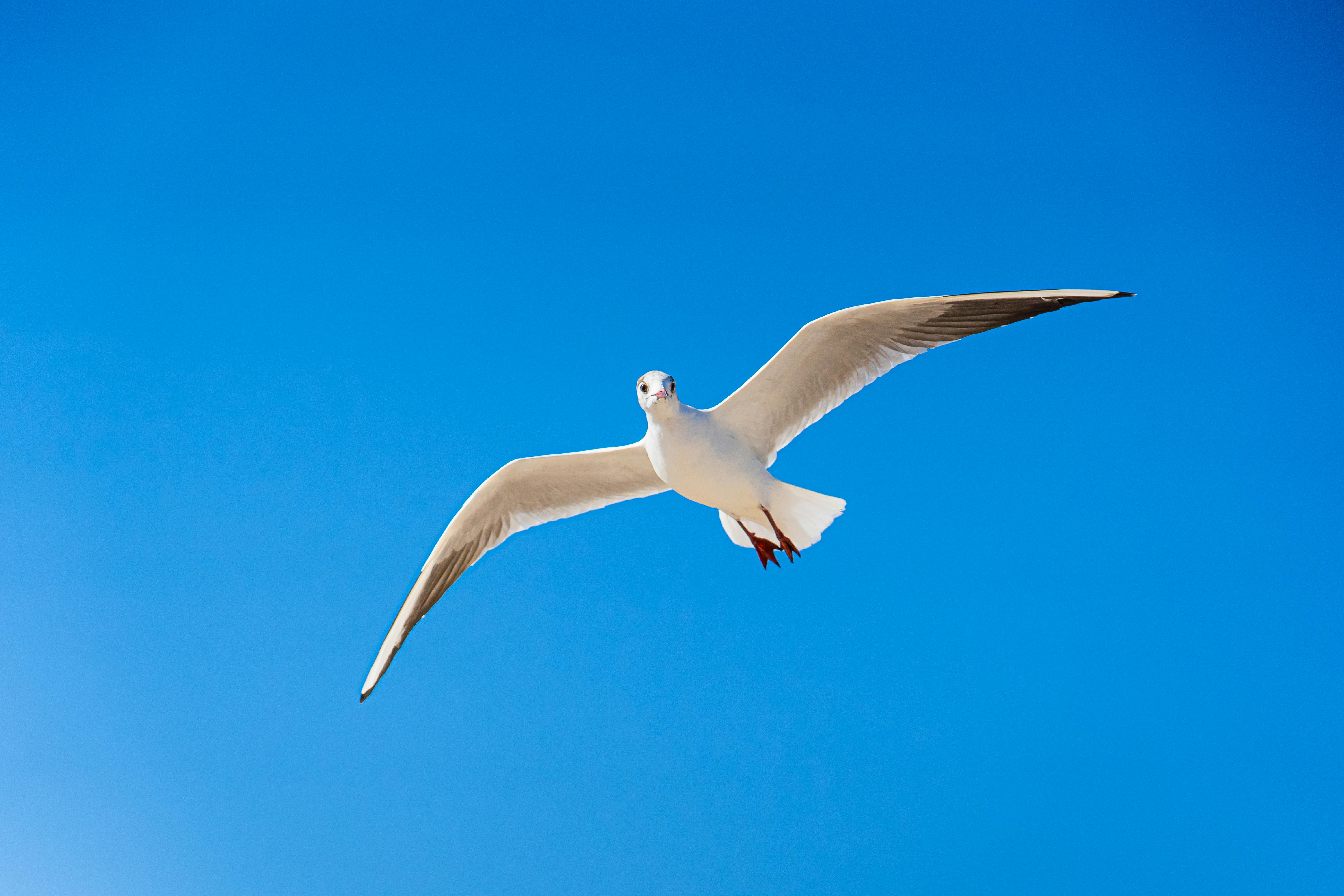 White Bird Photos, Download The BEST Free White Bird Stock Photos & HD  Images