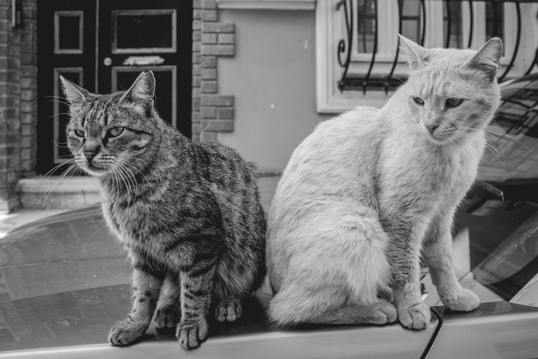 Portrait of a cat at a veterinary clinic