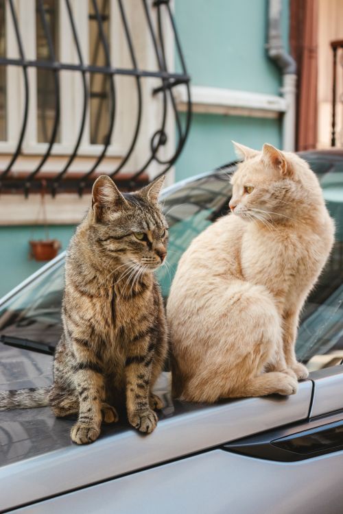Free Two cats lounging on a car hood outside a building with barred windows. Stock Photo