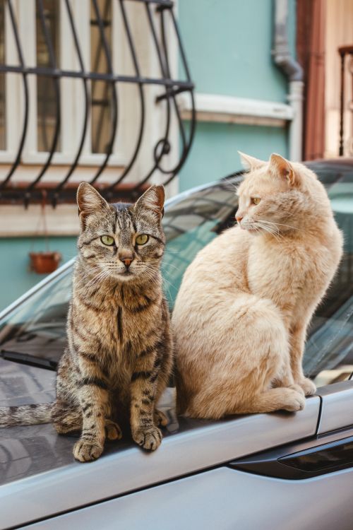 Free Two cats, a tabby and a cream-colored, perched on a car hood in an urban setting. Stock Photo