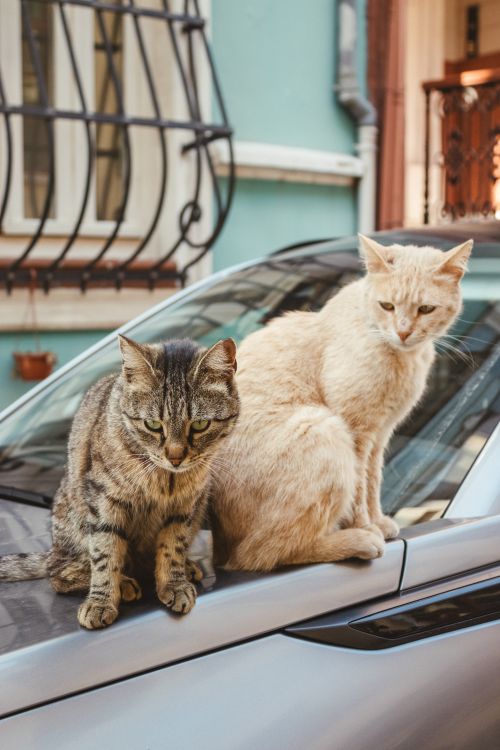 Free Two domestic cats lounging on a car bonnet in a city environment. Perfect for pet and urban lifestyle themes. Stock Photo