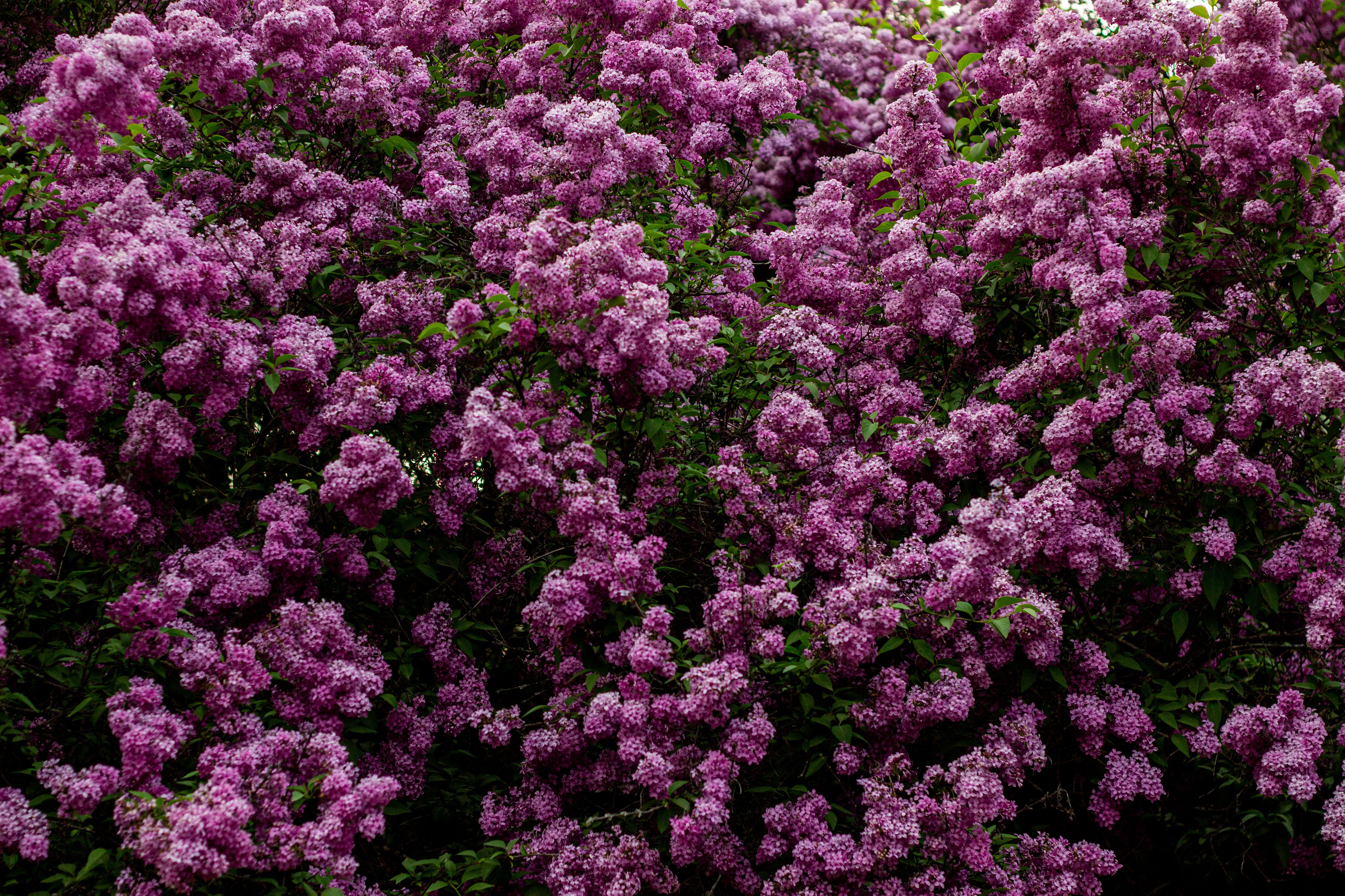 All-Season Fragrant Flowers: Continuous Bloom & Scent | Compost Check