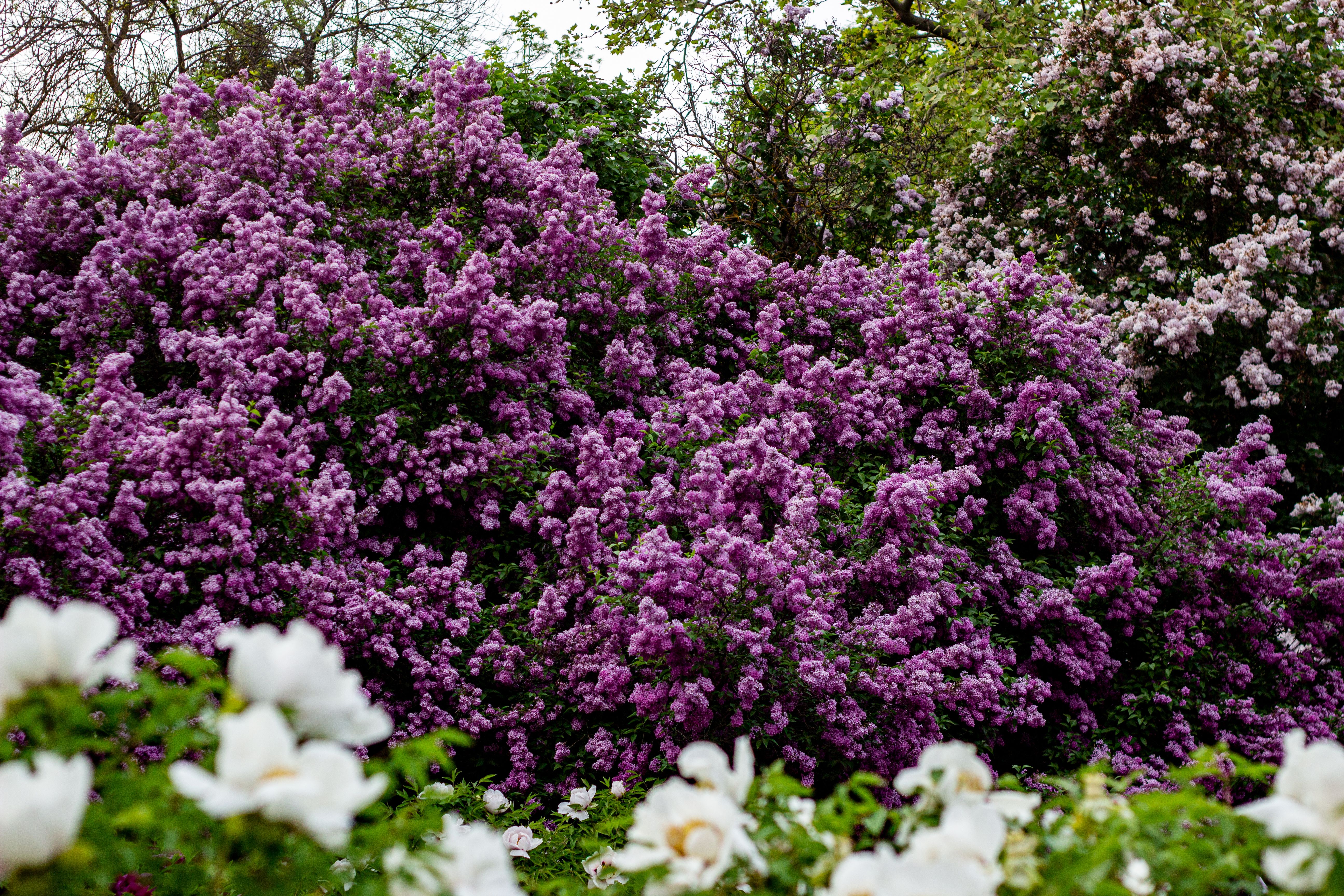 Vibrant lilac bushes in full spring bloom — lilac tree pruning in Surrey BC