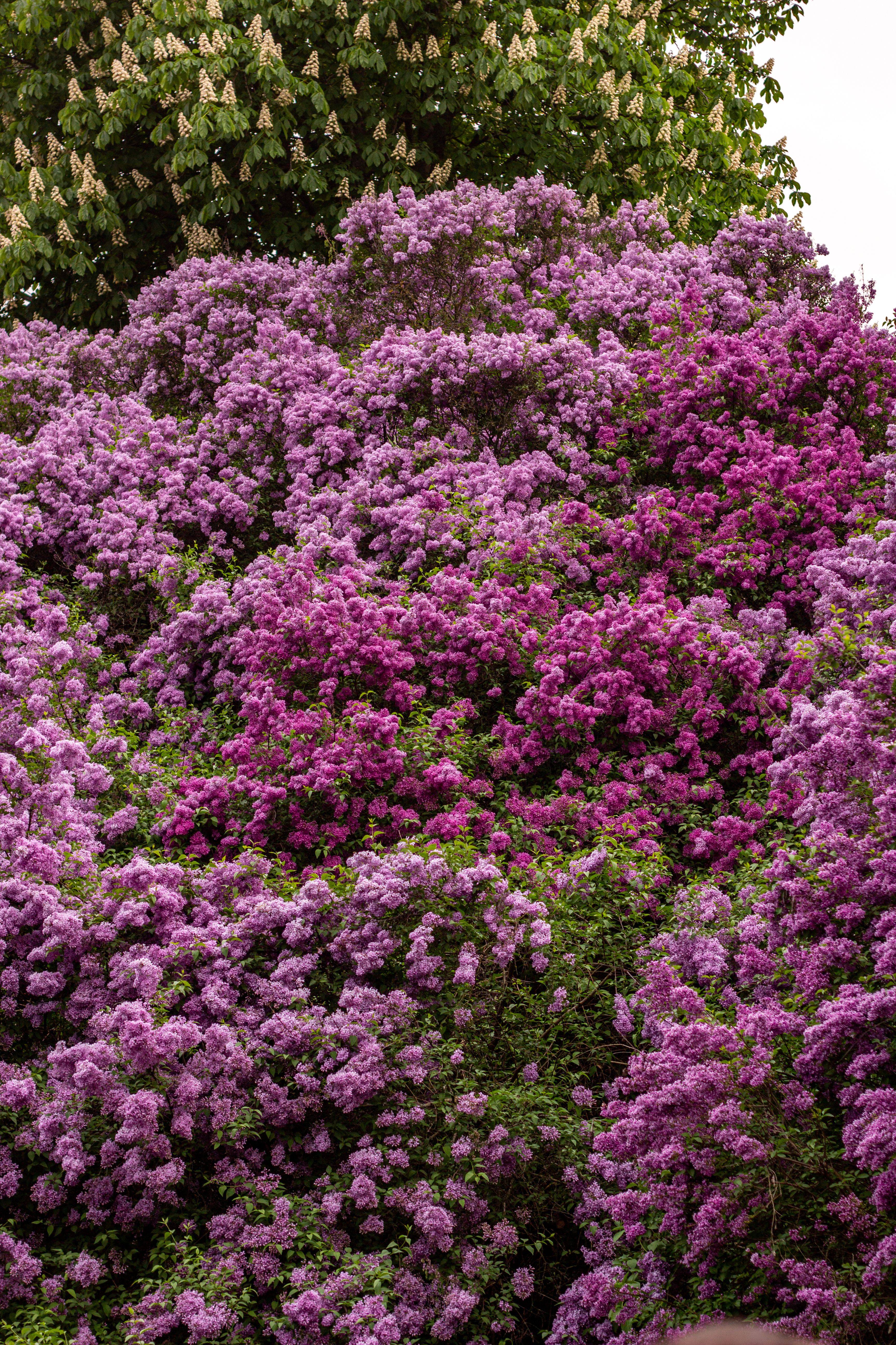 Gratuit Une profusion de lilas en pleine floraison crée un paysage printanier éclatant. Photos