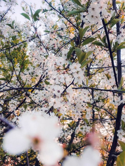 Beautiful cherry blossoms in full bloom capturing the essence of spring outdoors.