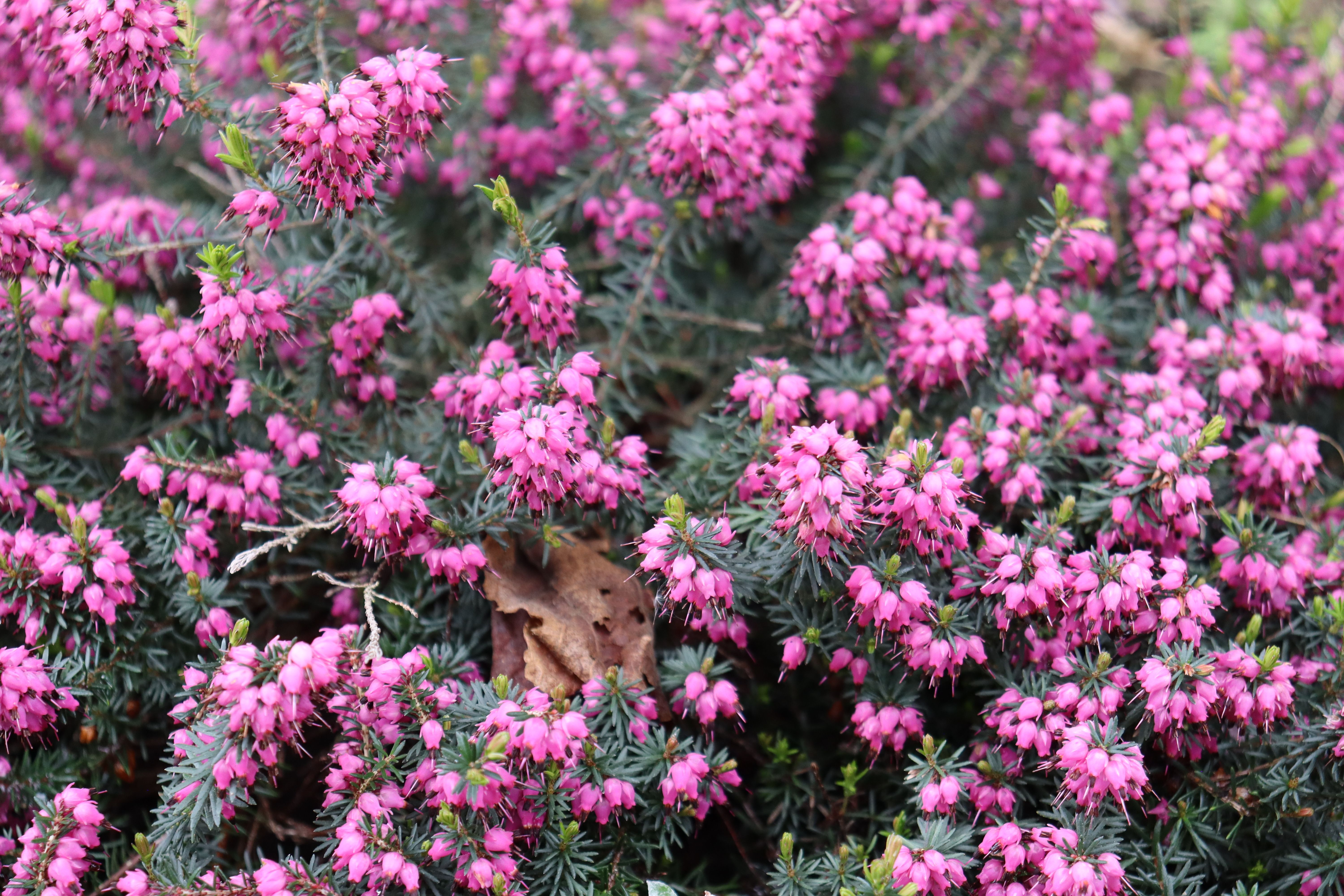 Vibrant Pink Heather Flowers in Full Bloom · Free Stock Photo