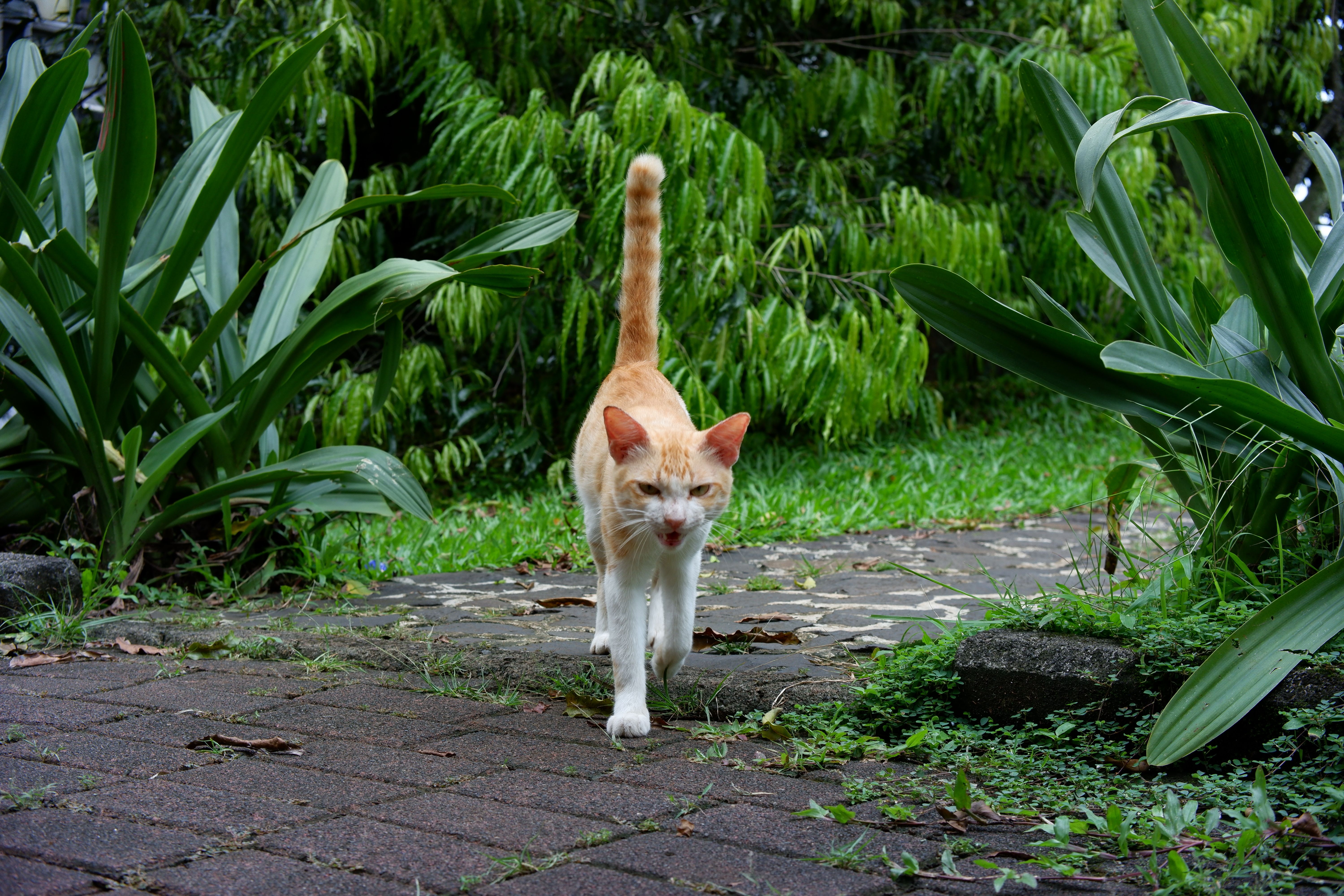 pet care pet grooming — Photo by Muhammad Rasyad Indra Putra on Pexels