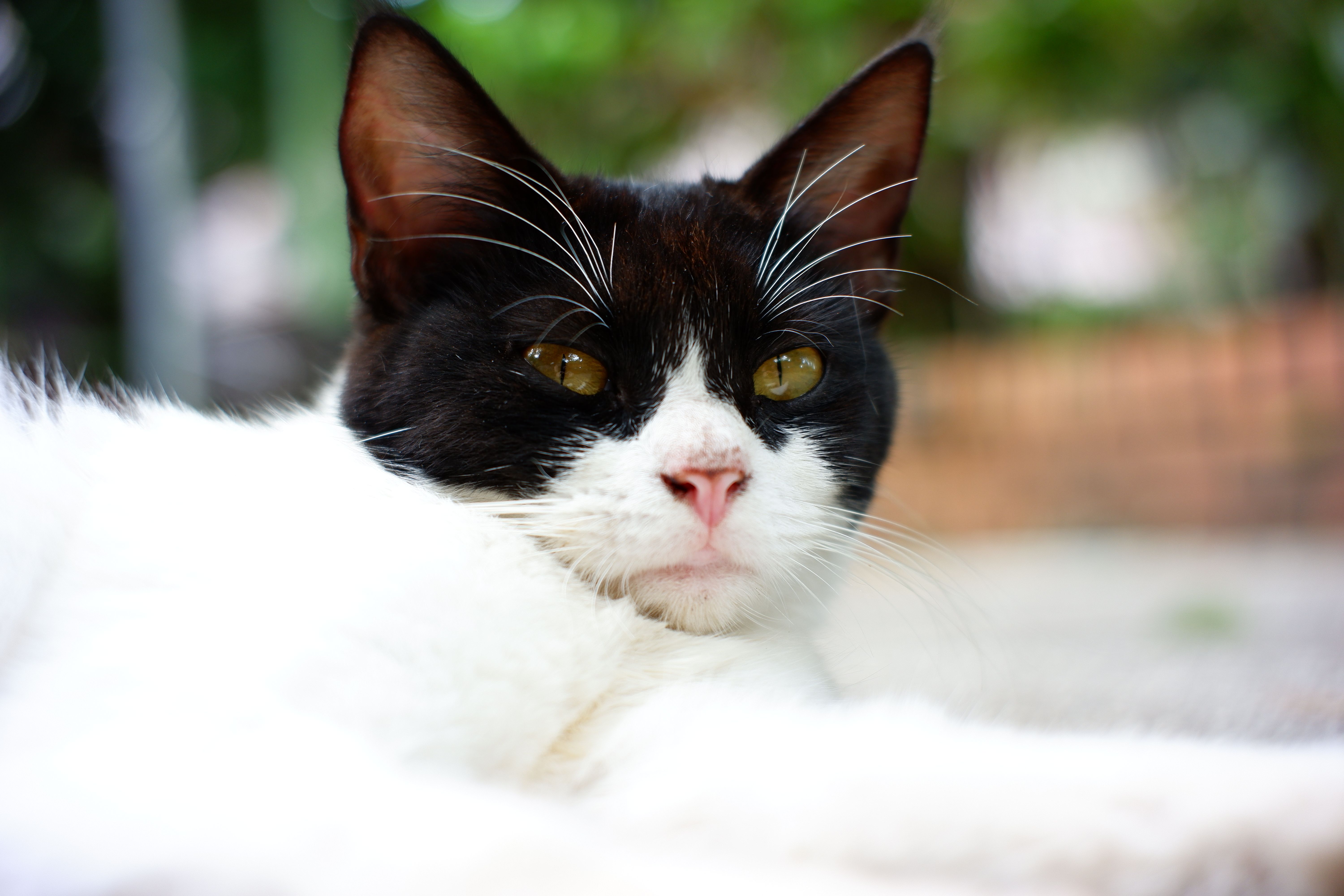 Veterinary care for a cat