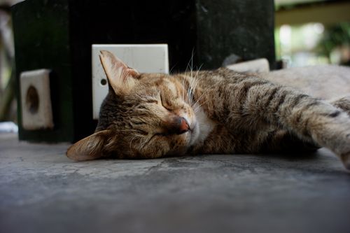 Free A serene tabby cat calmly sleeping outdoors, capturing a moment of feline tranquility. Stock Photo