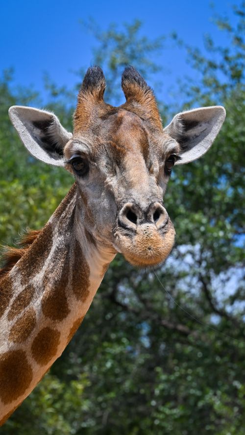 Free Vibrant close-up of a giraffe against a bright blue sky in South Africa, showcasing its unique features. Stock Photo