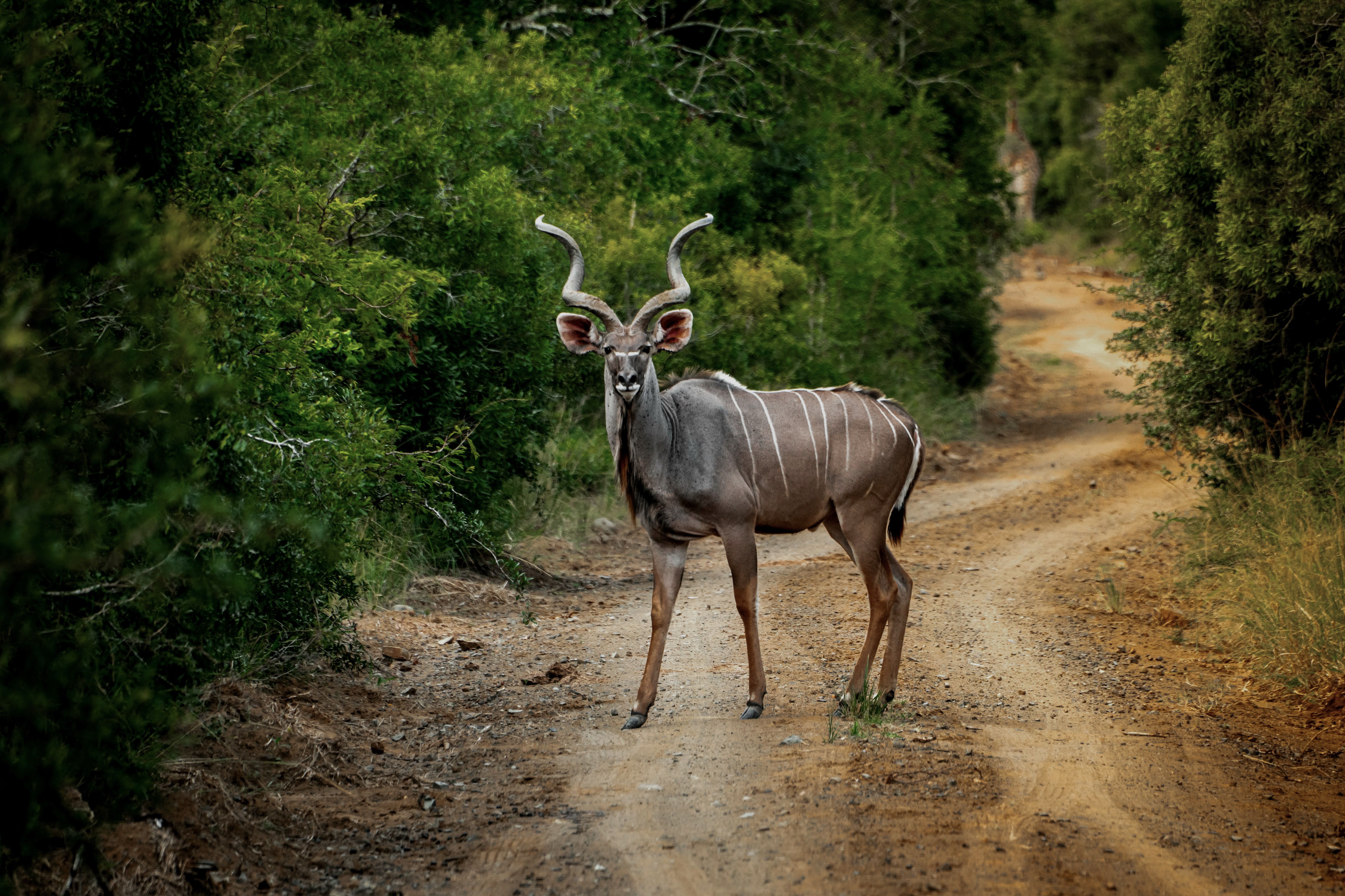 A graceful kudu stands alert on a rugged dirt road in South Africa's lush wilderness.