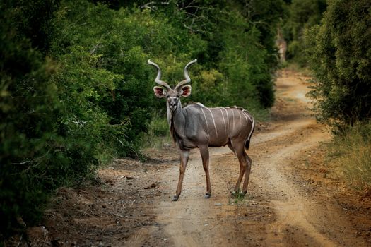 A graceful kudu stands alert on a rugged dirt road in South Africa's lush wilderness.