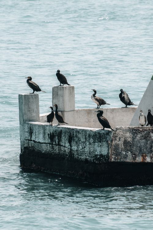 Free Cormorants perched on a weathered concrete pier surrounded by ocean water. Serene coastal scene. Stock Photo